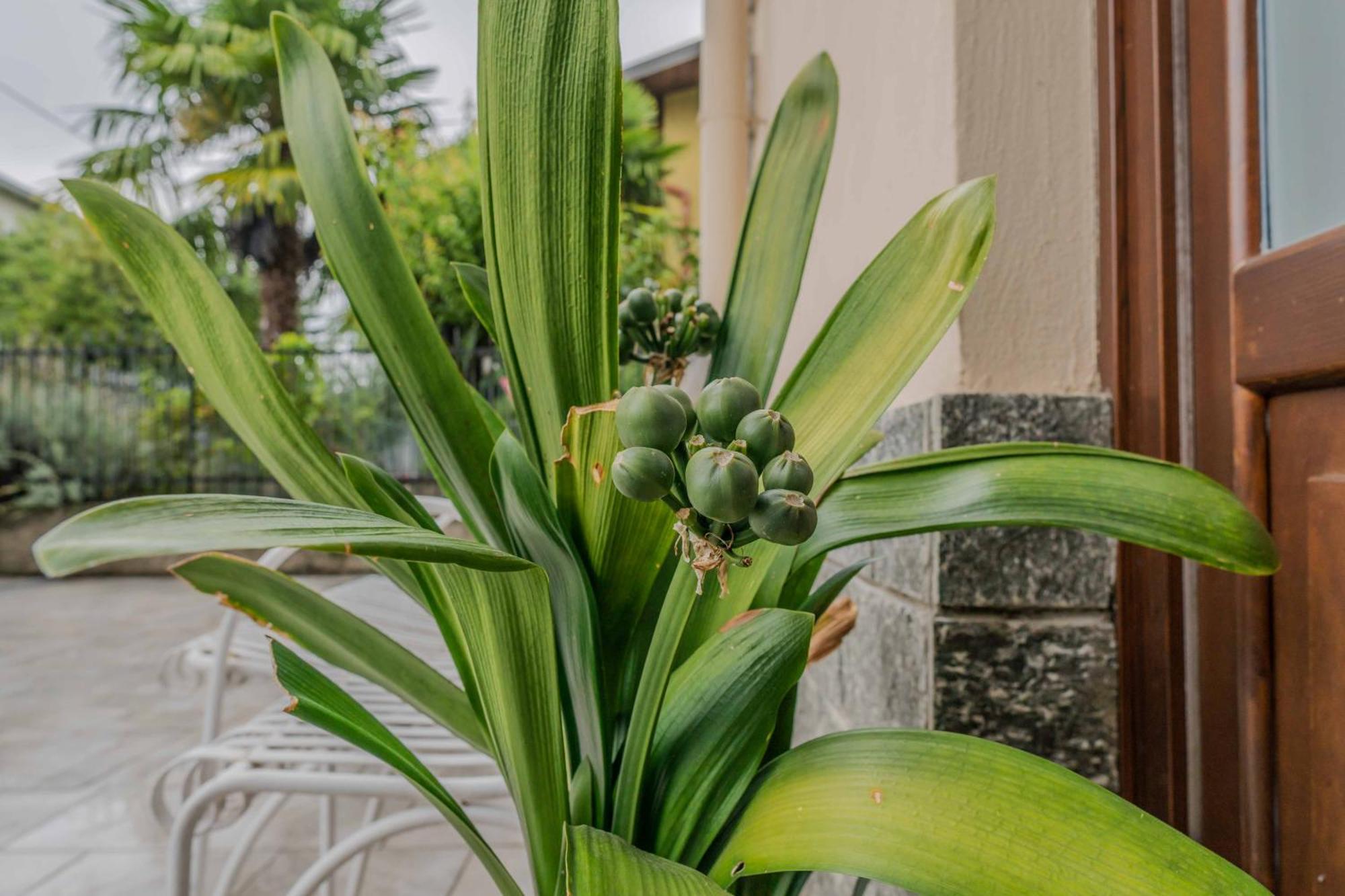 Apartamento Il Giardino Di Alfonso - Malpensa Airport Relax Samarate Exterior foto